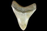 Fossil Megalodon Tooth - North Carolina #105010-2